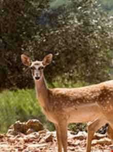 پناهگاه حیات وحش دشت ناز