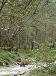 پارک جنگلی چالوس