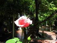 امامزاده محمد نوربخش