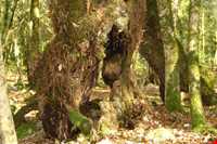 پارک جنگلی سی سنگان