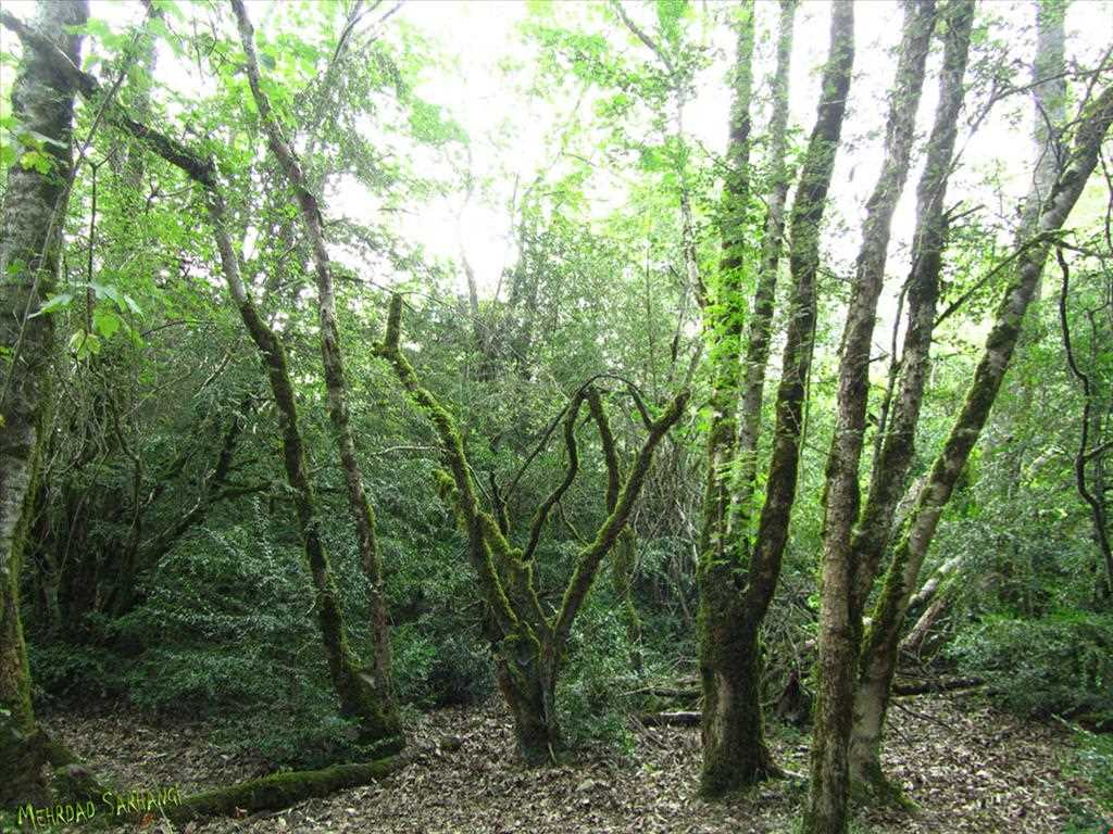 پارک جنگلی سی سنگان