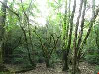 پارک جنگلی سی سنگان