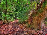 پارک جنگلی سی سنگان