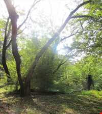 پارک جنگلی سی سنگان