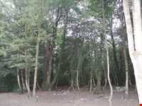 پارک جنگلی سی سنگان