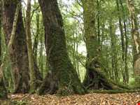 پارک جنگلی سی سنگان