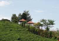 پارک جنگلی سی سنگان