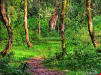 پارک جنگلی سی سنگان