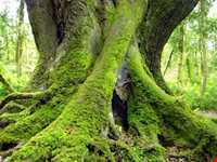 پارک جنگلی سی سنگان