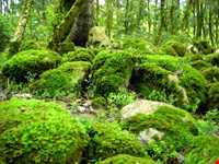 پارک جنگلی سی سنگان