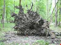 پارک جنگلی سی سنگان