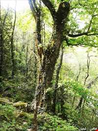 پارک جنگلی سی سنگان