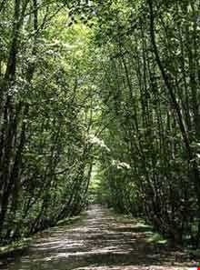 پارک جنگلی سی سنگان