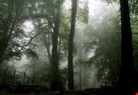 پارک جنگلی نمک آبرود