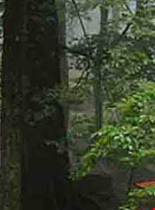 پارک جنگلی نمک آبرود