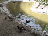 Iran Wildlife and Nature Museum ( Darabad )