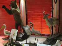 Iran Wildlife and Nature Museum ( Darabad )