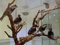 Iran Wildlife and Nature Museum ( Darabad )