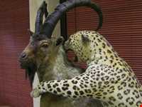 Iran Wildlife and Nature Museum ( Darabad )