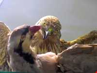 Iran Wildlife and Nature Museum ( Darabad )