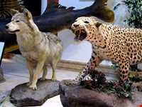 Iran Wildlife and Nature Museum ( Darabad )