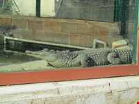 Iran Wildlife and Nature Museum ( Darabad )