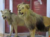 Iran Wildlife and Nature Museum ( Darabad )