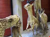Iran Wildlife and Nature Museum ( Darabad )