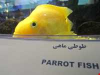 Iran Wildlife and Nature Museum ( Darabad )