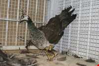 Iran Wildlife and Nature Museum ( Darabad )