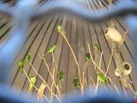 Iran Wildlife and Nature Museum ( Darabad )