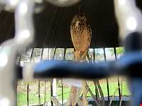 Iran Wildlife and Nature Museum ( Darabad )