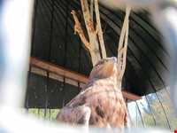 Iran Wildlife and Nature Museum ( Darabad )