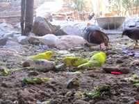 Iran Wildlife and Nature Museum ( Darabad )