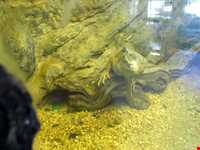 Iran Wildlife and Nature Museum ( Darabad )