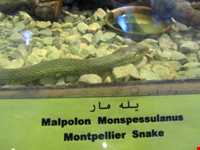 Iran Wildlife and Nature Museum ( Darabad )