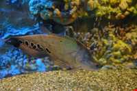 Iran Wildlife and Nature Museum ( Darabad )