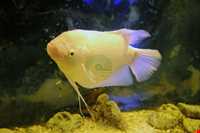 Iran Wildlife and Nature Museum ( Darabad )