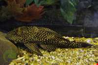 Iran Wildlife and Nature Museum ( Darabad )