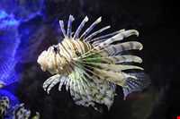 Iran Wildlife and Nature Museum ( Darabad )