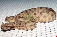 Iran Wildlife and Nature Museum ( Darabad )