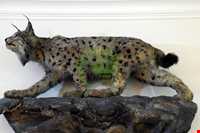 Iran Wildlife and Nature Museum ( Darabad )