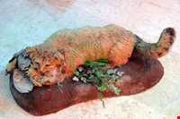 Iran Wildlife and Nature Museum ( Darabad )