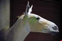 Iran Wildlife and Nature Museum ( Darabad )