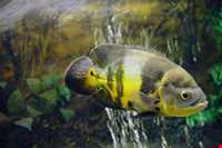 Iran Wildlife and Nature Museum ( Darabad )