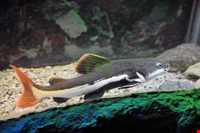 Iran Wildlife and Nature Museum ( Darabad )