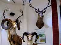 Iran Wildlife and Nature Museum ( Darabad )
