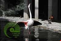 Iran Wildlife and Nature Museum ( Darabad )