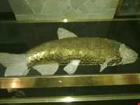 موزه پول ( تماشاگه پول )