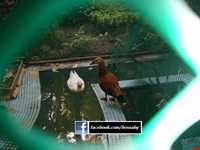 موزه دکتر حسابی